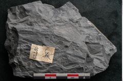 Foto (Detailansicht) von Noeggerathia palmaeformis Goeppert (NHMW-GEO-2024-0188-10739)